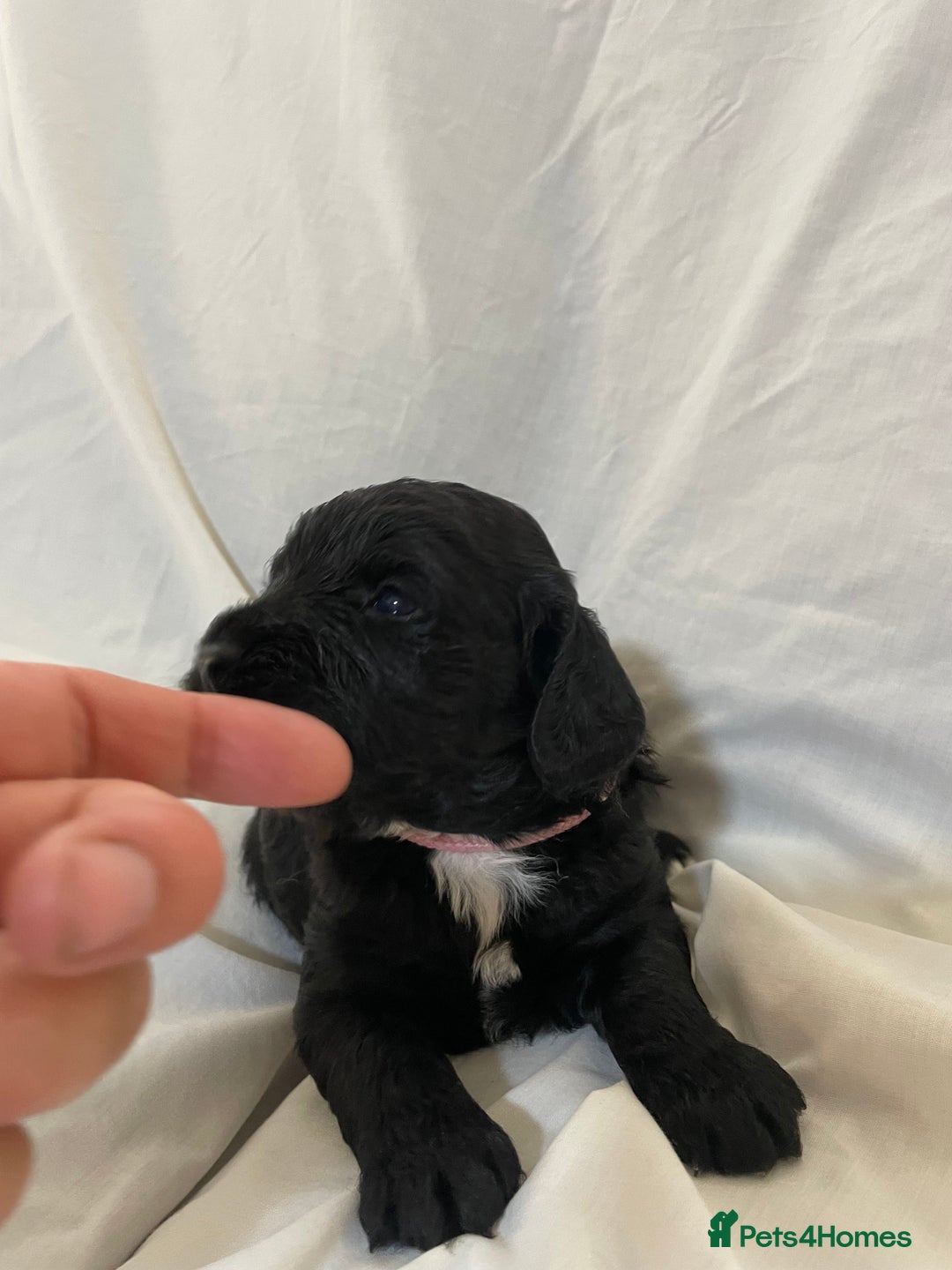 Sproodle dogs for sale: F1 Miniature Sproodles from Health Tested Parents. - Image 10