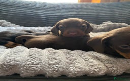 Dachshund dogs for sale: Dachshund puppy’s  - Image 3