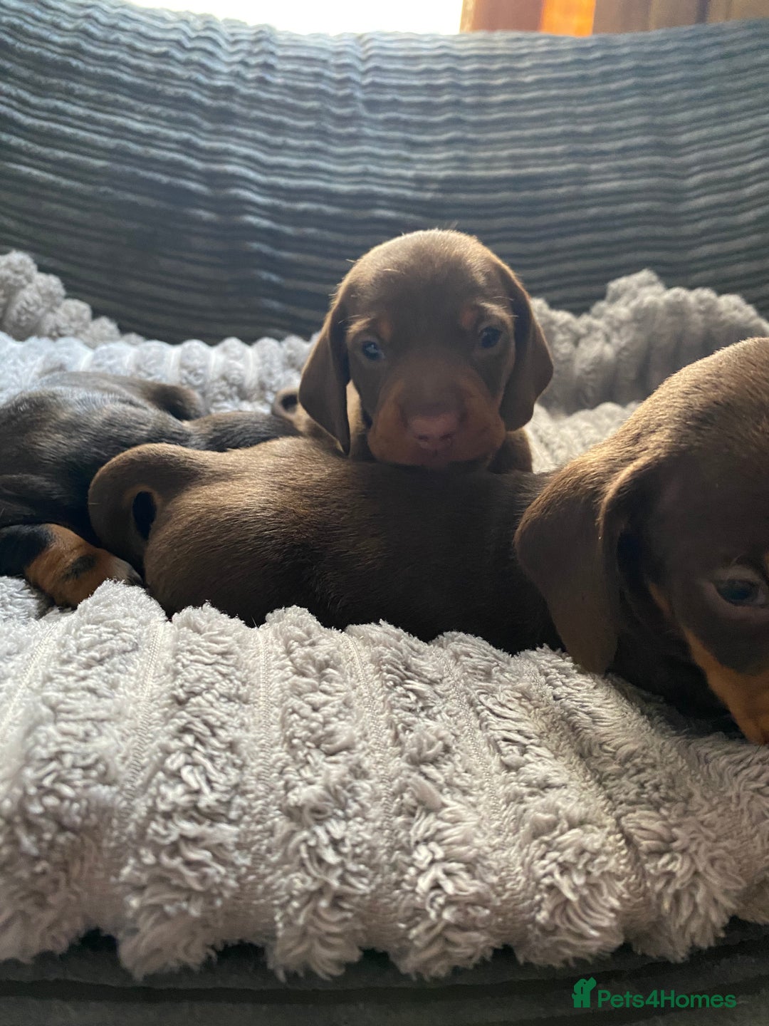 Dachshund dogs for sale: Dachshund puppy’s  - Image 3
