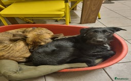 Mixed Breed dogs for sale: Busy Bee - Image 4