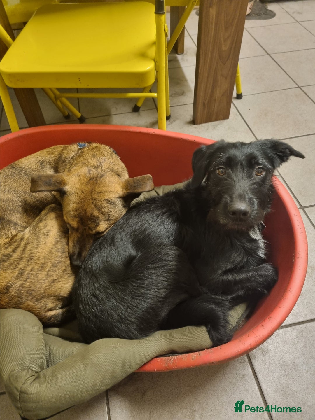 Mixed Breed dogs for sale: Busy Bee - Image 4