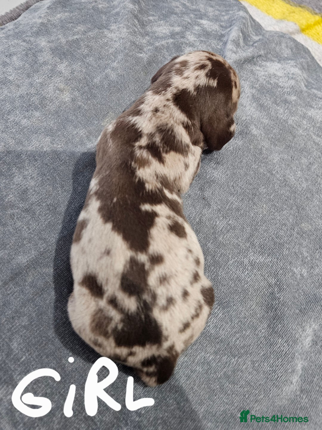 Dachshund dogs for sale: Dachshunds,Four girls and three boys - Advert 13