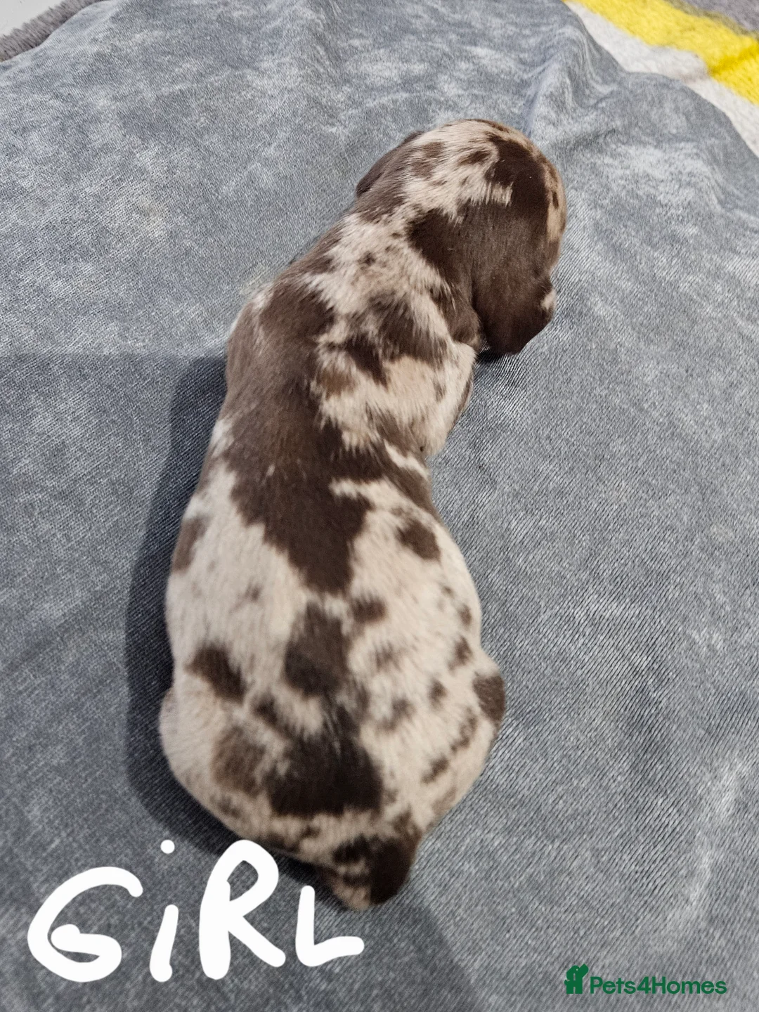 Dachshund dogs for sale: Dachshunds7puppies,only one brown girl left - Advert 27