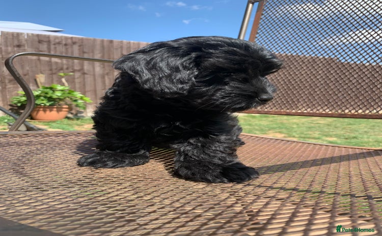 Cockapoo dogs - Advert 8
