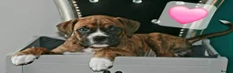 Mixed Breed dogs for sale: 7 Boxer puppys for sale  - Advert 15