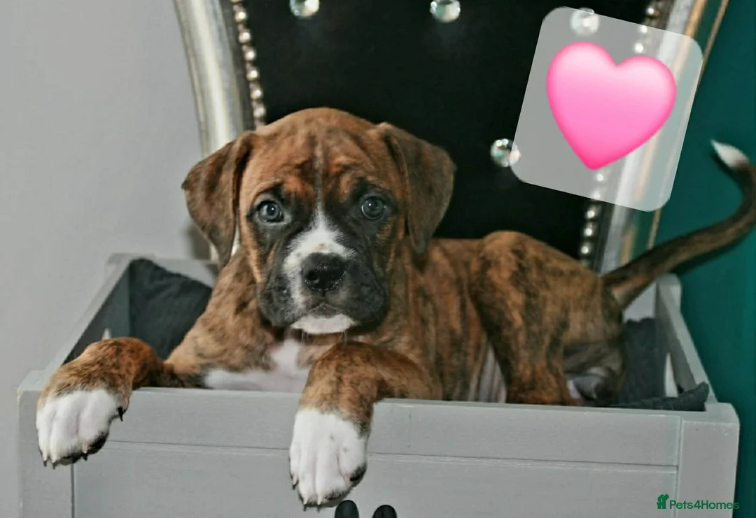 Mixed Breed dogs for sale: 7 Boxer puppys for sale  - Advert 15