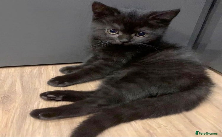 Mixed Breed cats - Advert 9
