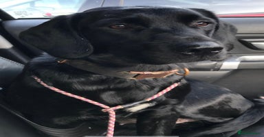Springador dogs - Advert 6