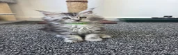 Maine Coon cats for sale: Maine coon pedigree kittens  - Advert 5