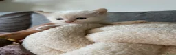 Ragdoll cats for sale: Ragdoll kittens for sale🎀 in Slough - Advert 2