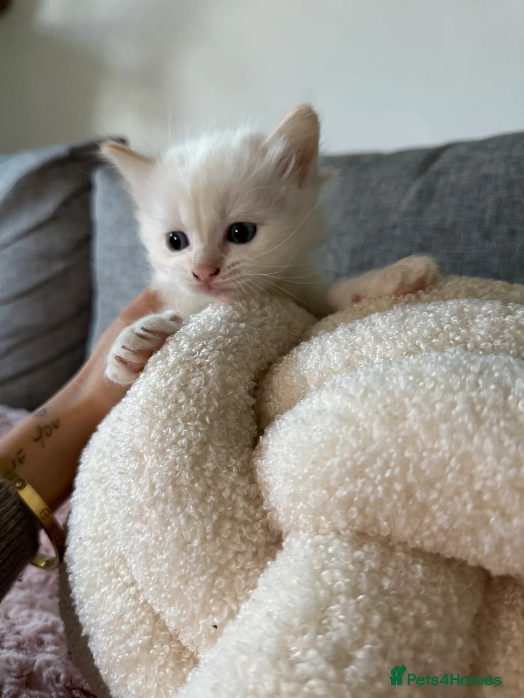 Ragdoll cats for sale: Ragdoll kittens for sale🎀 in Slough - Advert 2