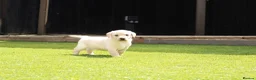 Labrador Retriever dogs for sale: KC registered stunning black labradors  in Heywood - Advert 12