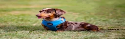 Miniature Dachshund dogs for stud: Miniature Dachshund Stud Kc registered & Pra clear in Stowmarket - Advert 1