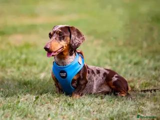 Miniature Dachshund dogs Miniature Dachshund Stud Kc registered & Pra clear in Stowmarket - Advert 10