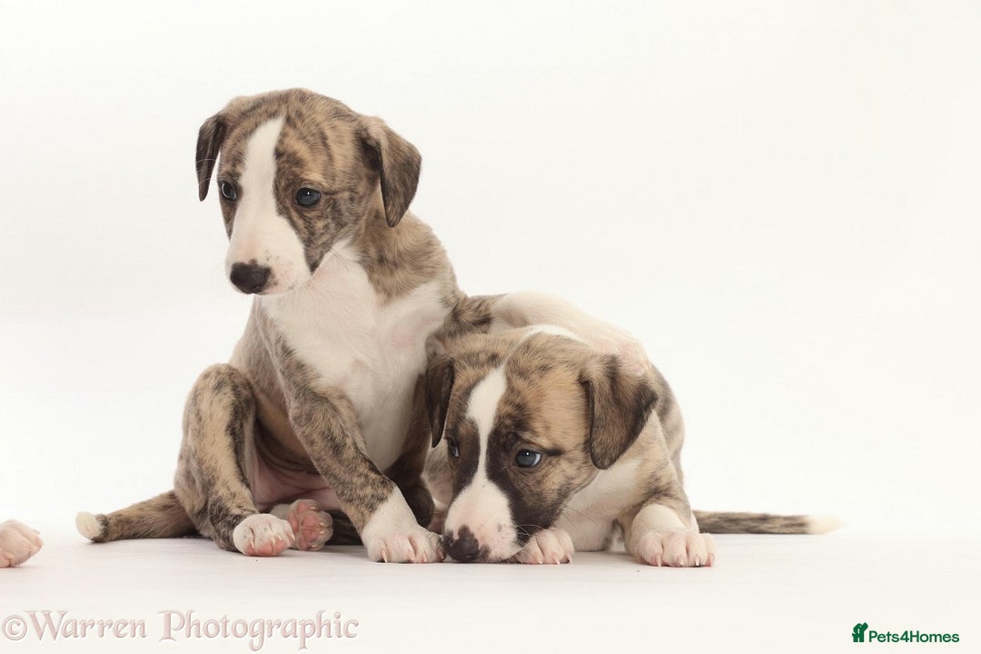 Whippet dogs for sale: Adorable kennel Club registered little Girl  - Advert 6