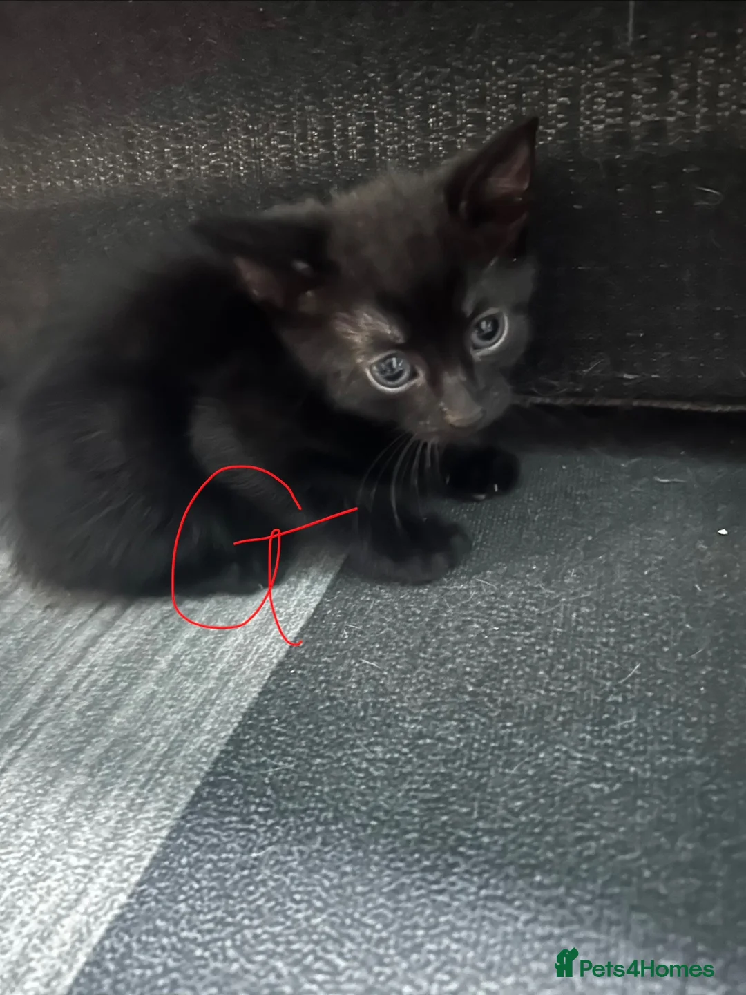 Mixed Breed cats for sale: 4 black kittens  - Advert 2