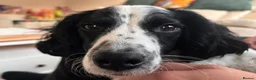 English Springer Spaniel dogs for adoption: Dottie - Advert 9