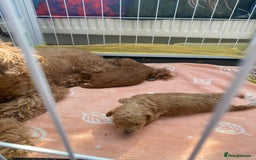 Toy Poodle dogs for sale: Toy poodle  - Image 2