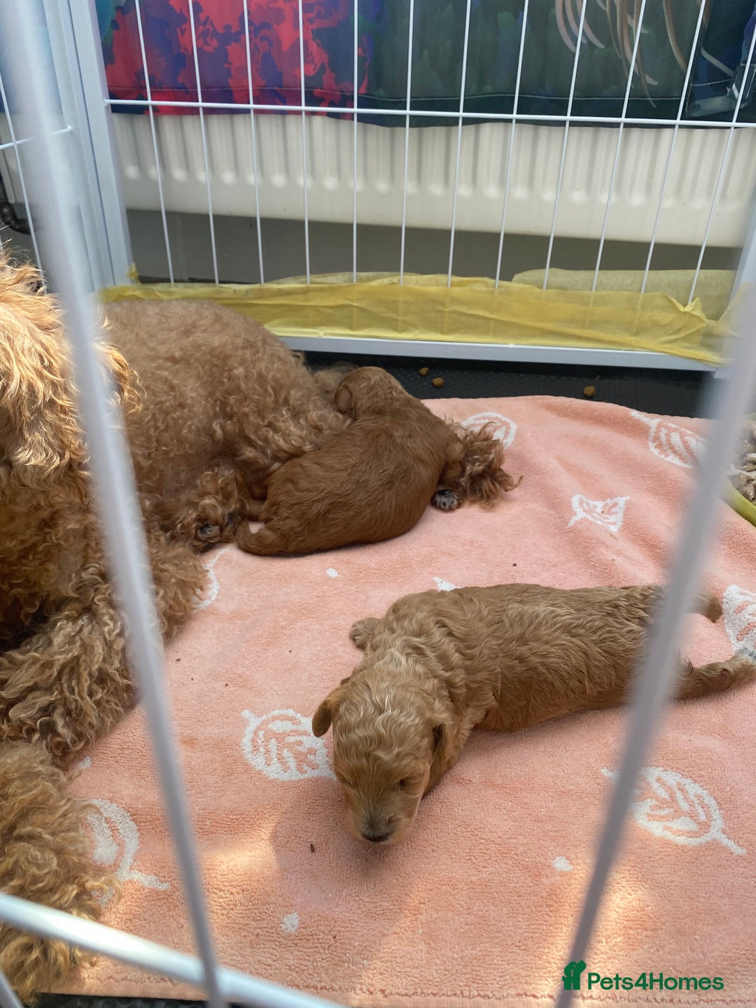 Toy Poodle dogs for sale: Toy poodle  - Image 2