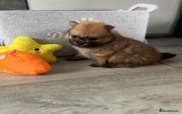 Pomeranian dogs for sale: KC registered Pomeranian puppies - Image 16