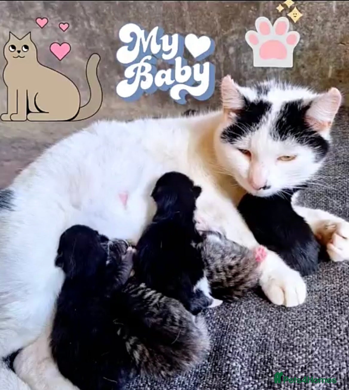 Mixed Breed cats 4 friendly loving kittens for sale  - Advert 1