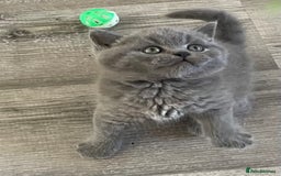 British Shorthair cats for sale:  Gorgeous  pedigree Bsh kittens Ready now  - Image 13