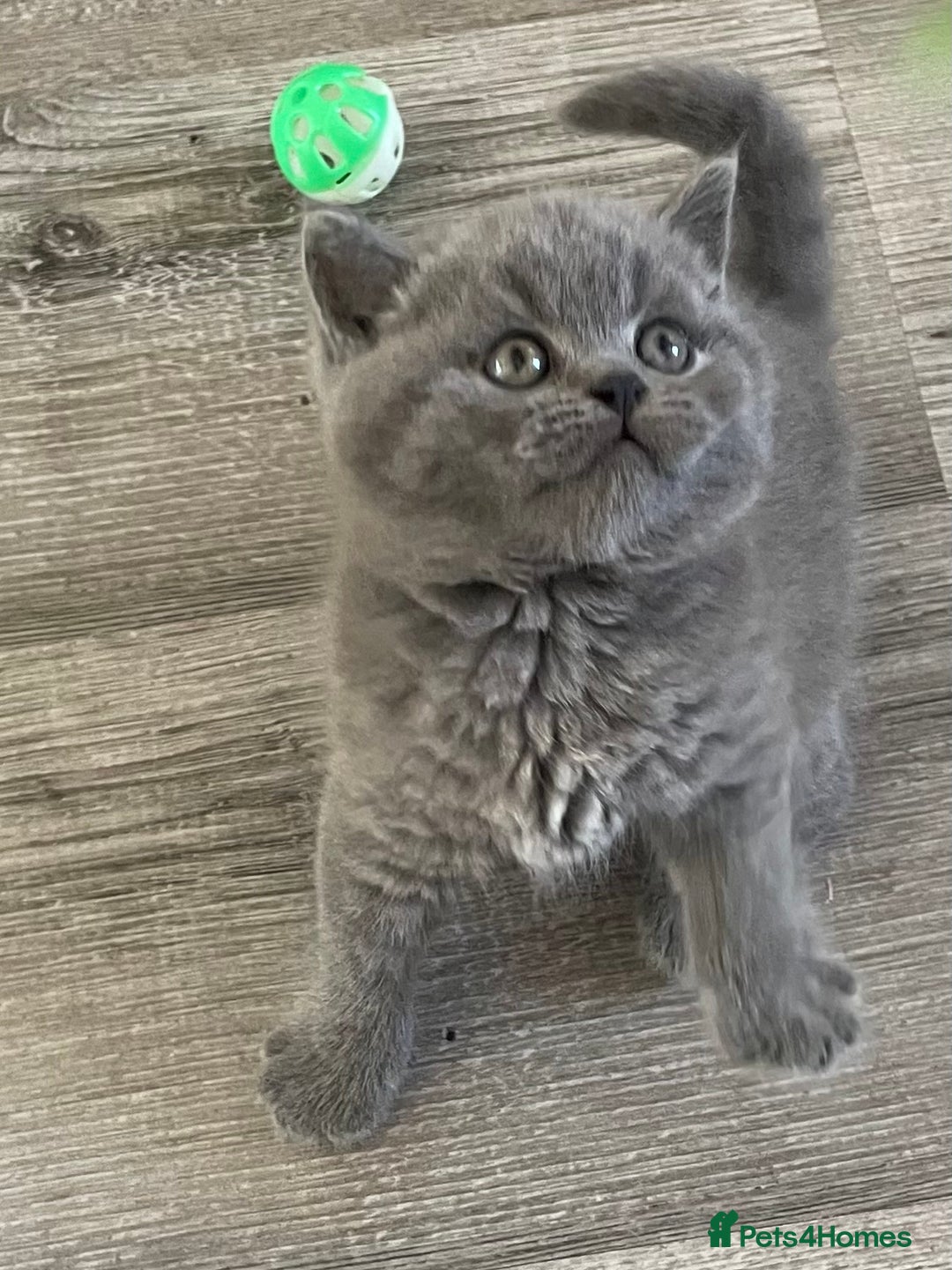 British Shorthair cats for sale:  Gorgeous  pedigree Bsh kittens Ready now  - Image 13