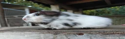 Guinea Pig rodents for sale: Swiss, Dalmation, Chocolate & Tort/White baby Sows - Advert 6