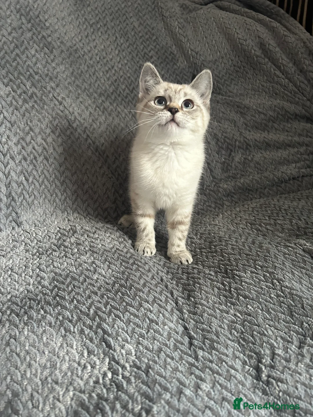Mixed Breed cats for sale: RAGDOLL X BSH kittens  - Advert 4