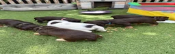 Cocker Spaniel dogs for sale: Liver (Chocolate) Working Cocker Spaniel Puppies - Advert 17