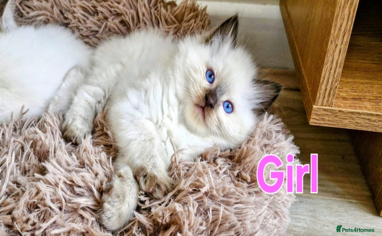 Ragdoll cats 🐾Last two Ragdolls.Ready 22nd December 🐾 - Advert 9