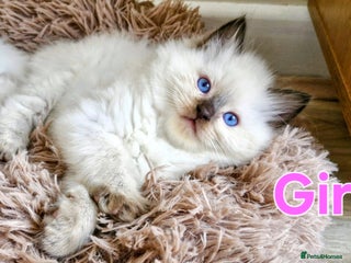 Ragdoll cats 🐾Last two Ragdolls.Ready 22nd December 🐾 - Advert 7