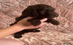 Mixed Breed dogs for sale: Stunning Labradoodles  - Image 7