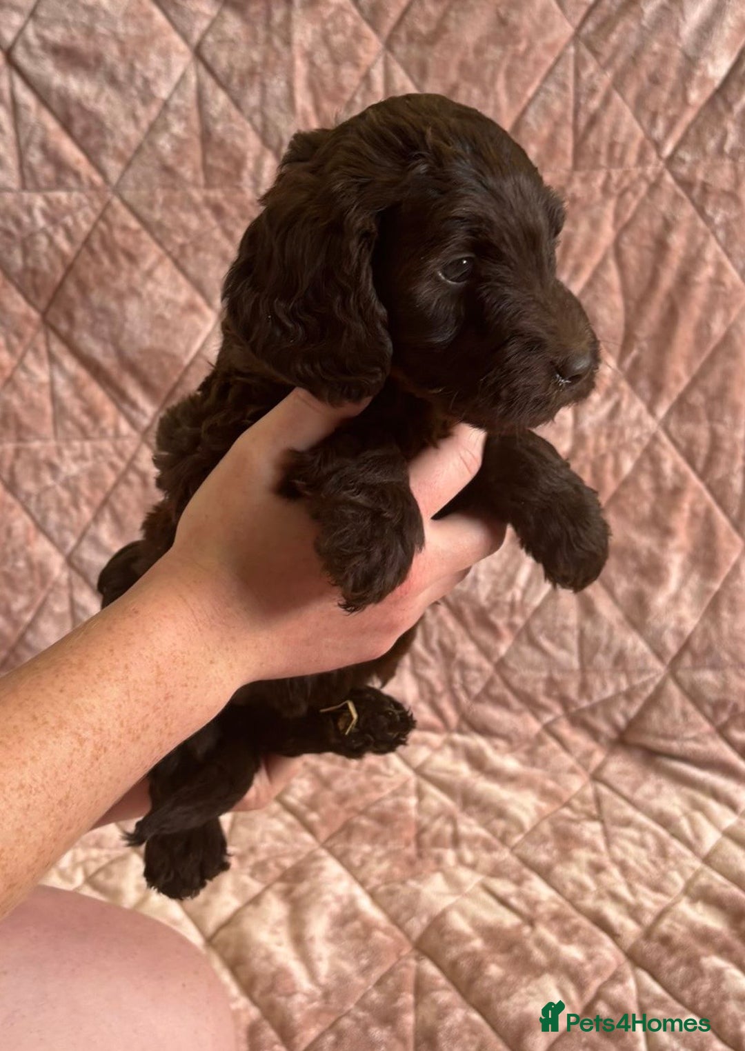 Mixed Breed dogs for sale: Stunning Labradoodles  - Image 7