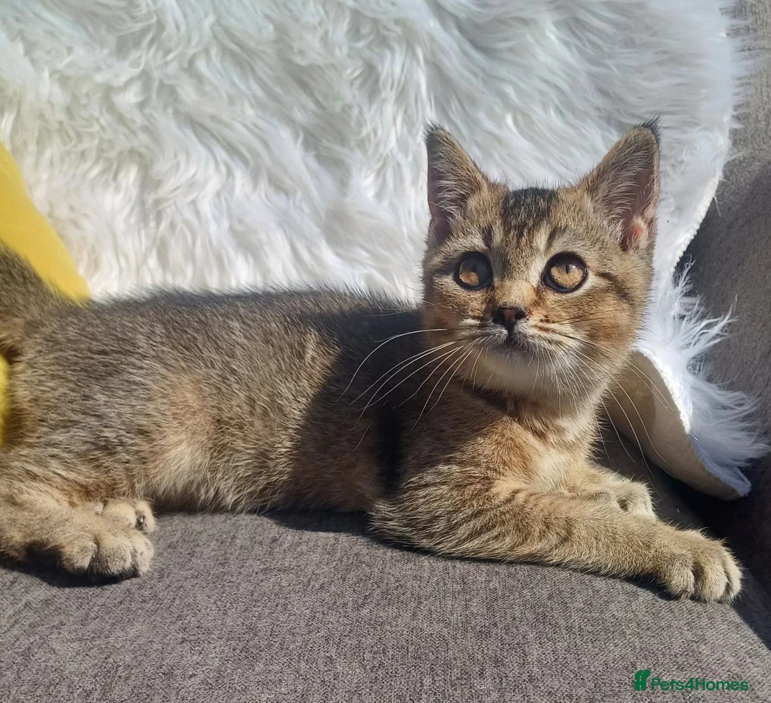 Scottish Fold cats for sale: Affectionate Lovable Scottish Babies - Advert 20