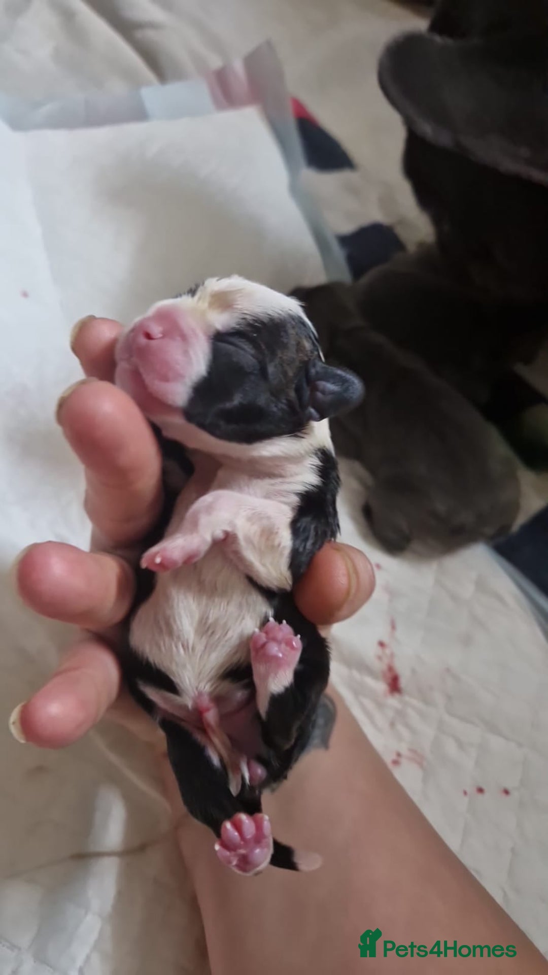 Mixed Breed dogs for sale:  Adorable staffie x frencie pups,Ready Oct31st  - Image 21