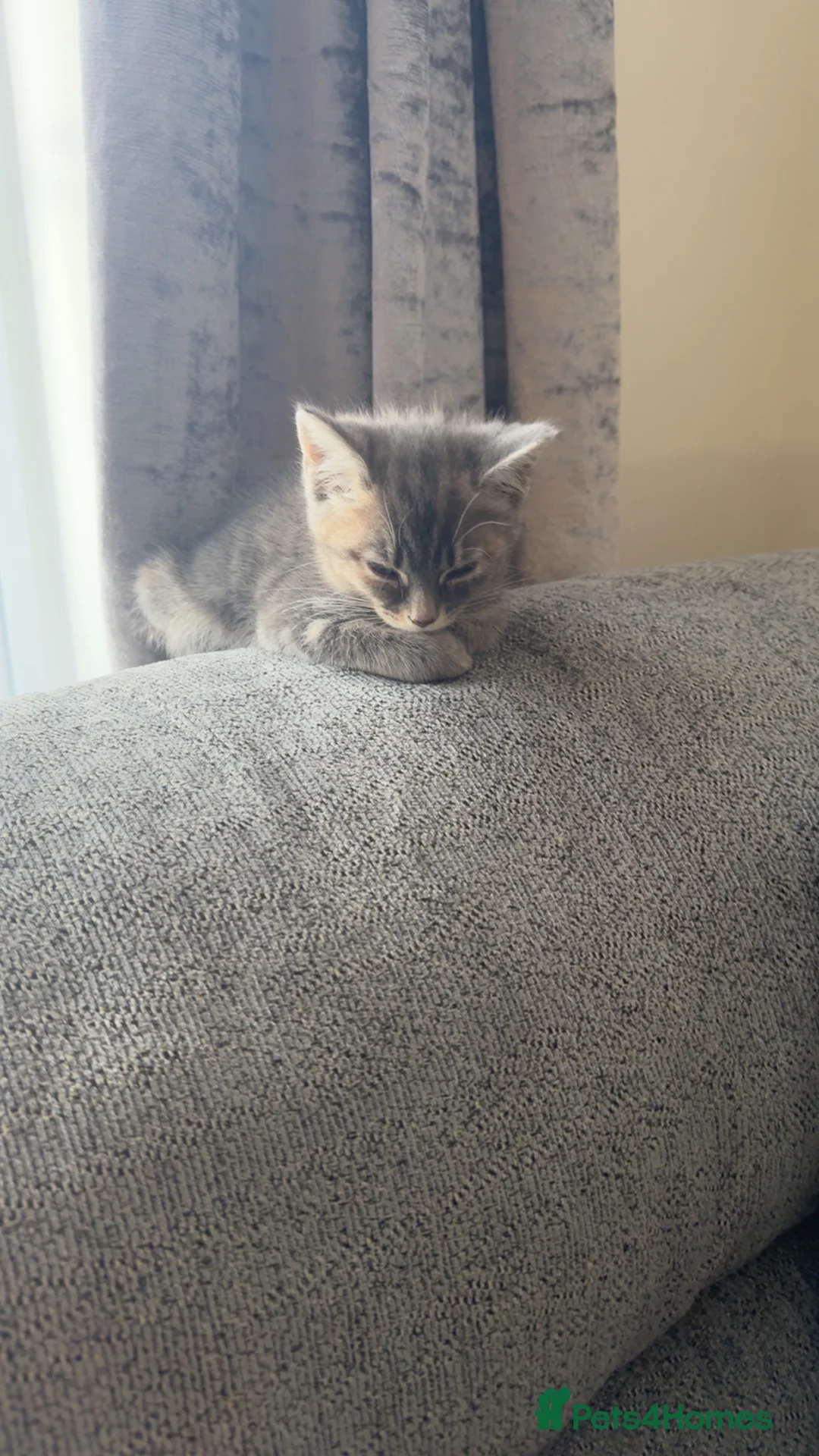 Mixed Breed cats for sale: 9 week old female  - Advert 2