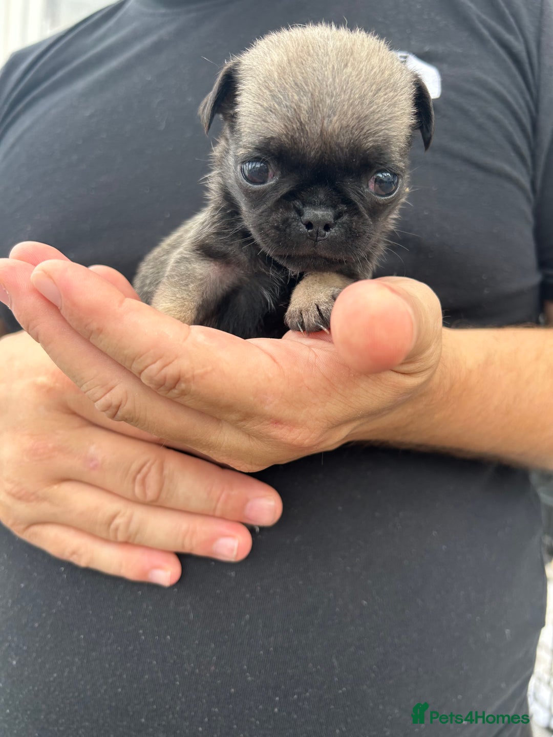 Pug dogs for sale: Fluffy Pug puppies  - Image 8