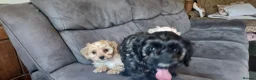 Cockapoo dogs for sale: Genuine f1 cockapoo puppies. - Advert 9