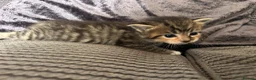 Mixed Breed cats for sale: Maine coon x ragdoll x kittens - Advert 18