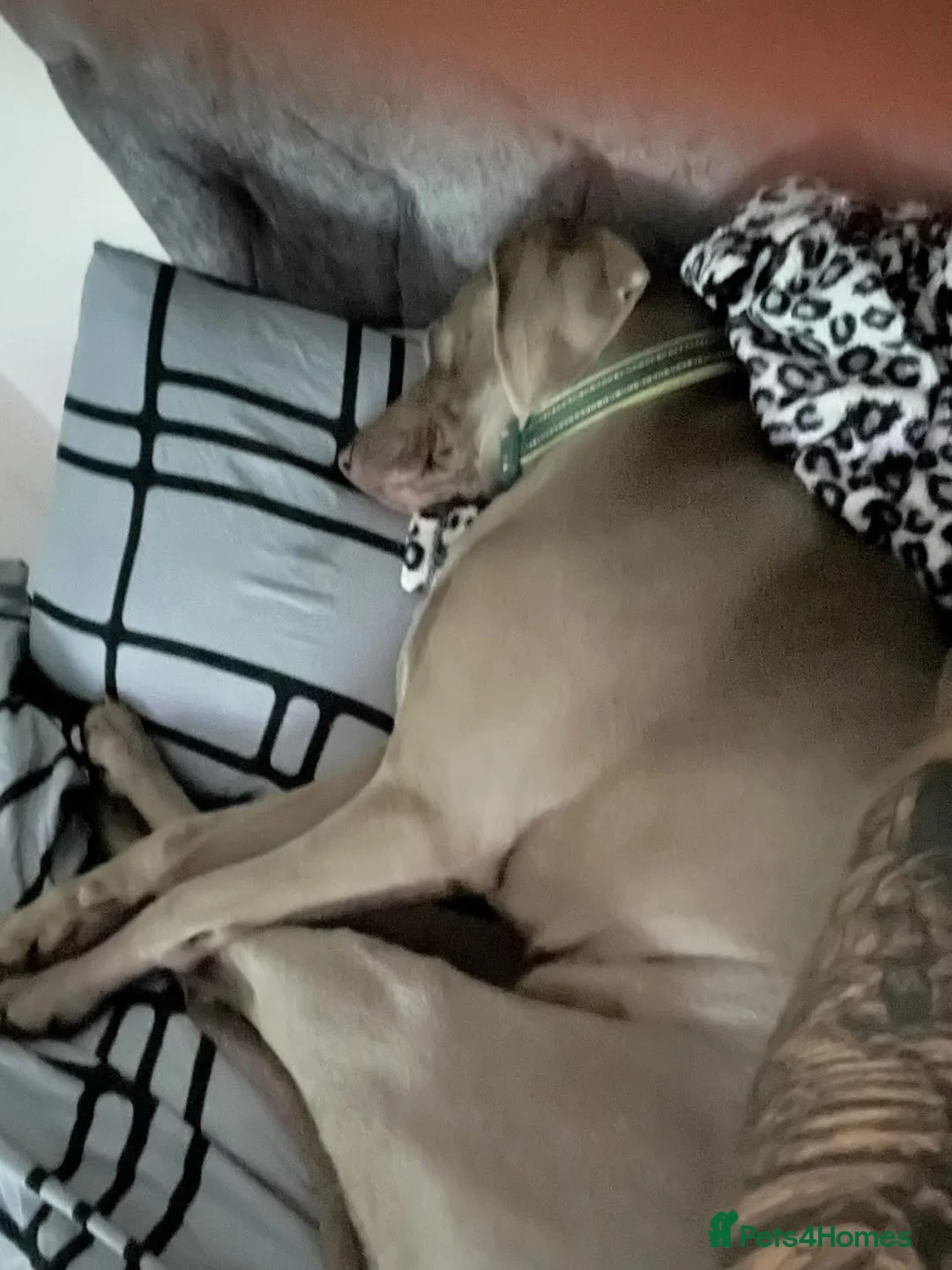 Weimaraner dogs for sale: Hallie  - Advert 4