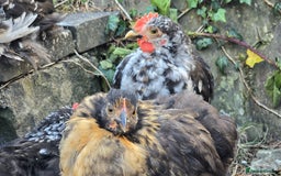 Chickens poultry for sale: Mottled Black/gold hen and black/white cockerel    - Image 3