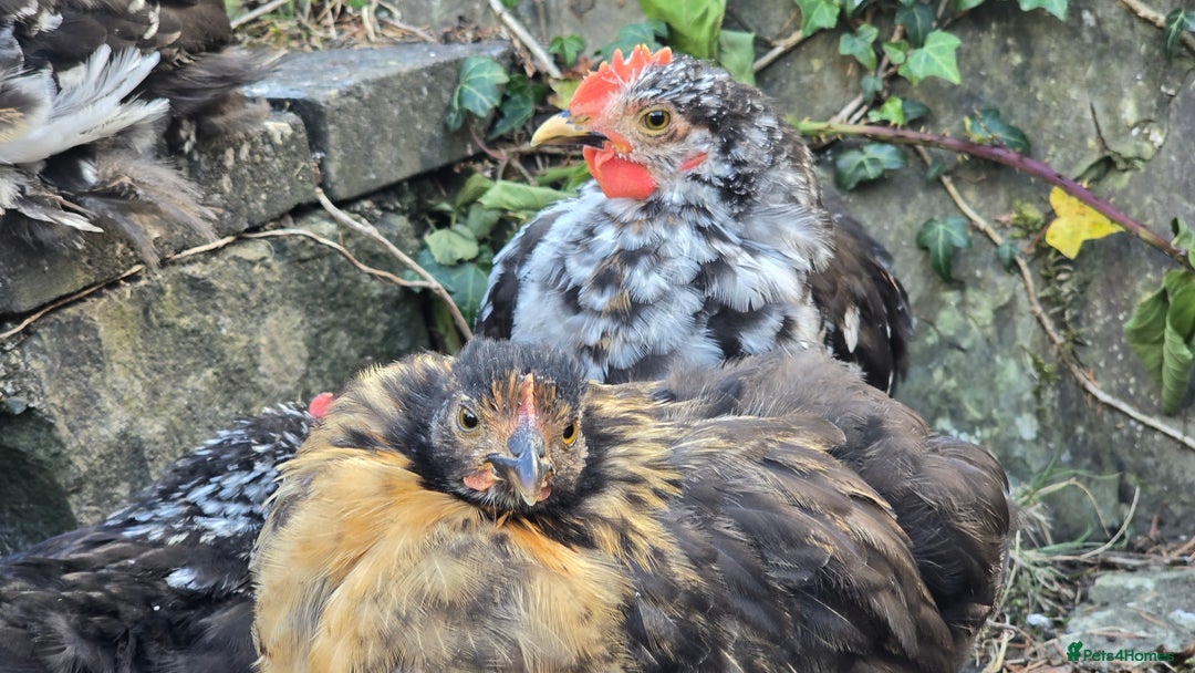 Chickens poultry for sale: Mottled Black/gold hen and black/white cockerel    - Image 3