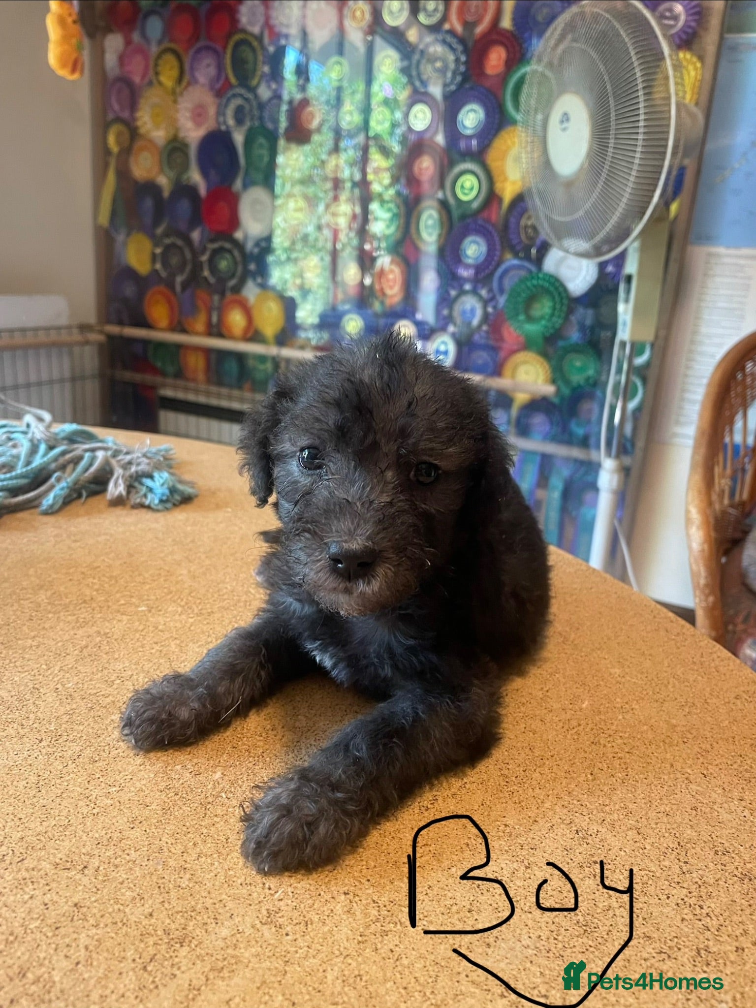 Bedlington Terrier dogs Bedlington Whippet Puppies - Advert 2