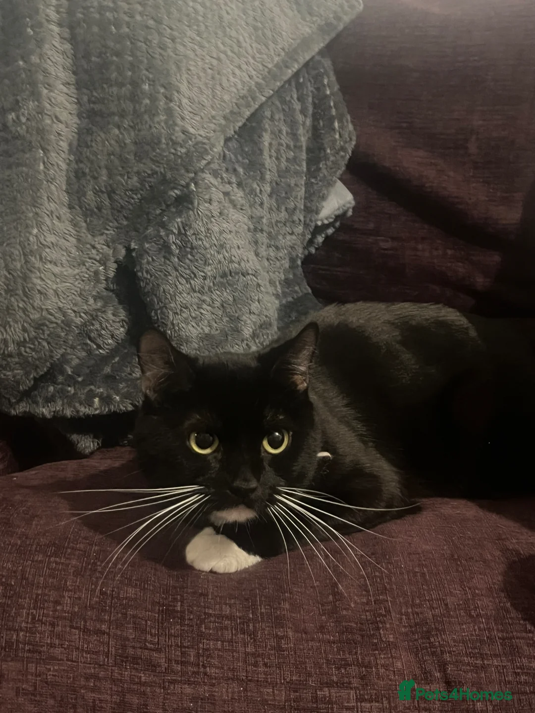 Mixed Breed cats for sale: Rehoming  in Derby - Advert 1