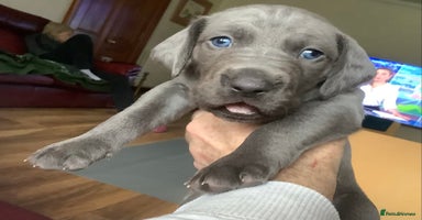 Mixed Breed dogs Great Weimar puppies  - Advert 9