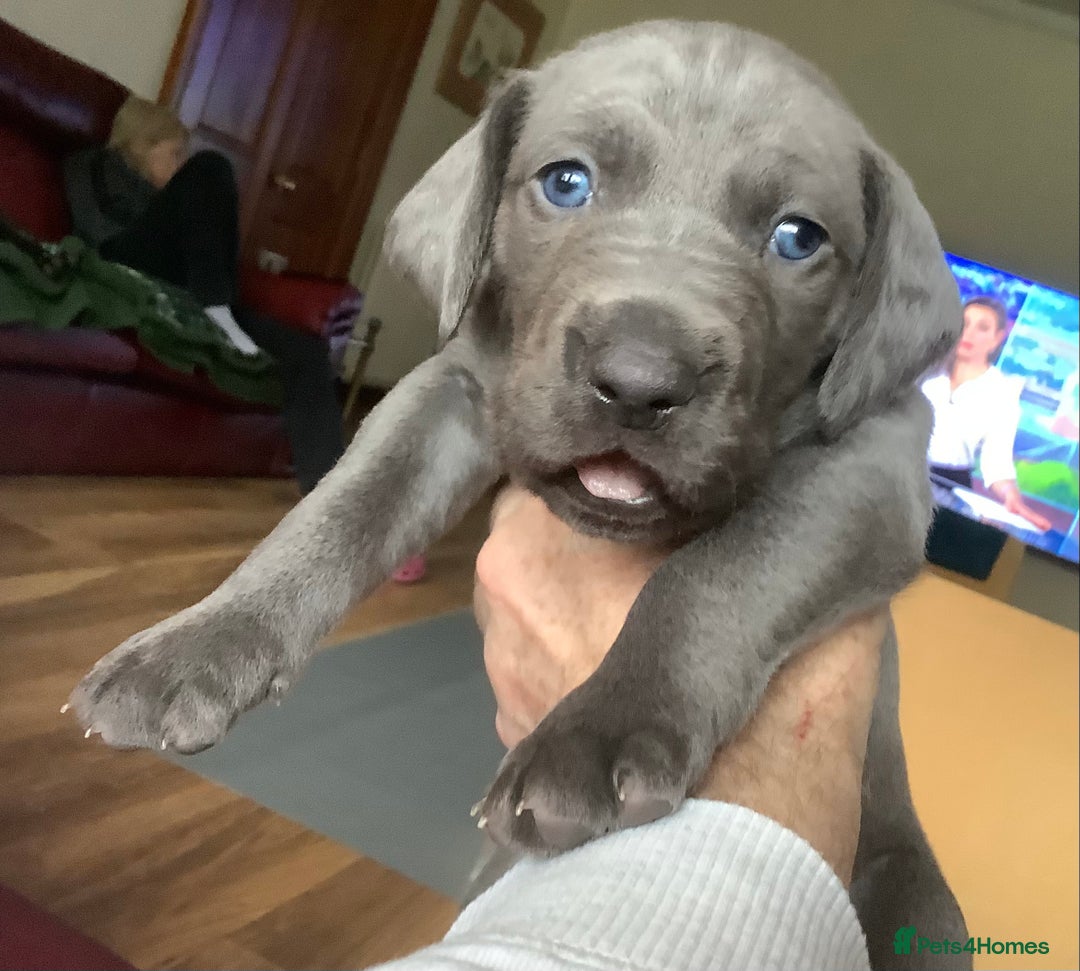 Mixed Breed dogs for sale: Great Weimar puppies  - Image 1