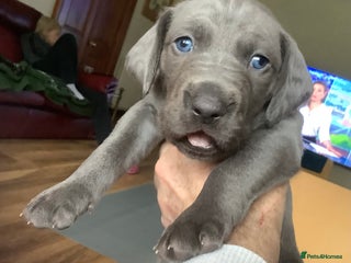 Mixed Breed dogs - Advert 1