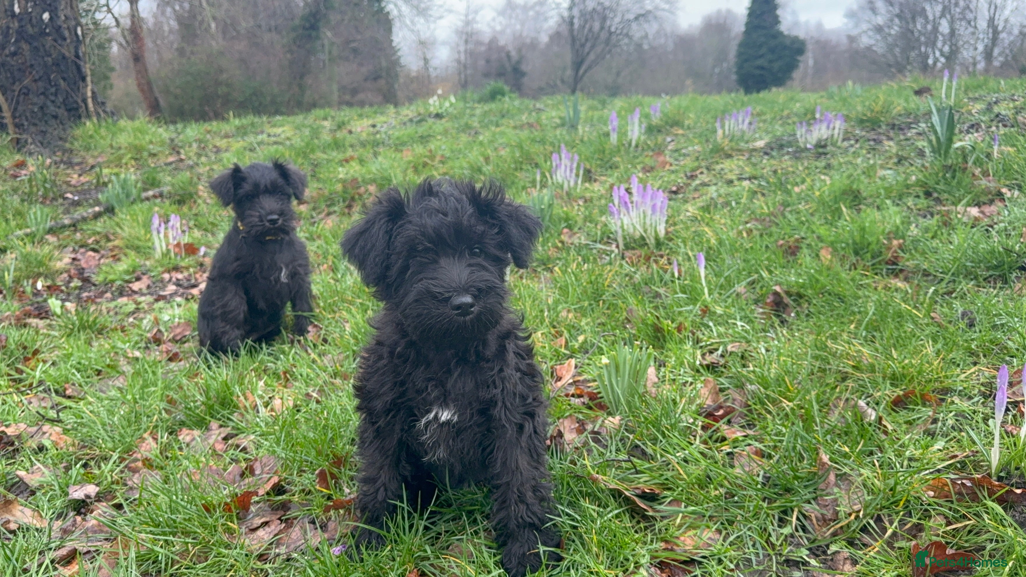 Miniature Schnauzer dogs 2 girls left! KC Miniature Schnauzer Puppies  - Advert 1