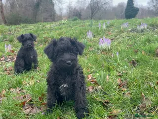 Miniature Schnauzer dogs 2 girls left! KC Miniature Schnauzer Puppies - Advert 5